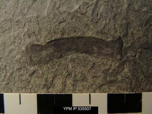 undet. Eurypterida