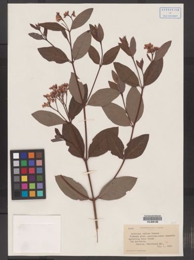 Apocynum medium