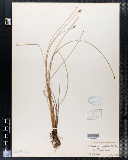 Eleocharis rostellata
