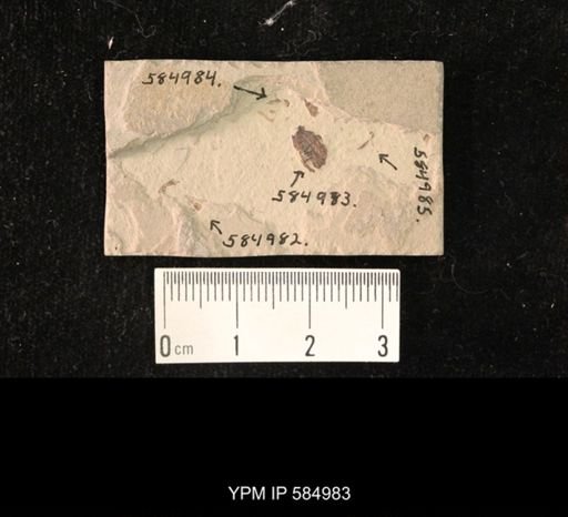 Coleoptera?