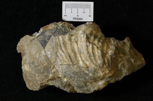 Inoceramus