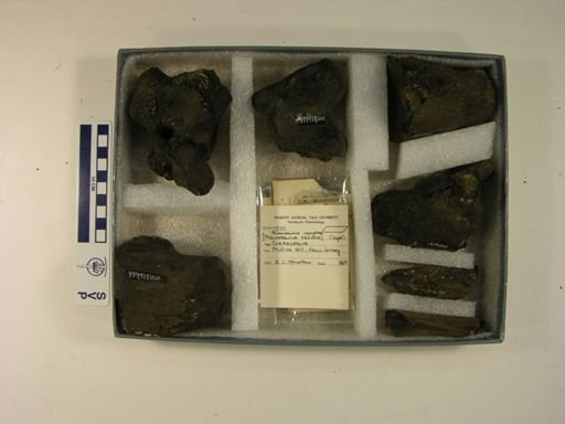 Mosasaurus
