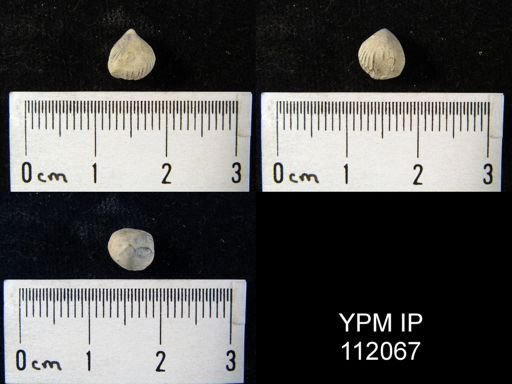 Rhynchonella sp.