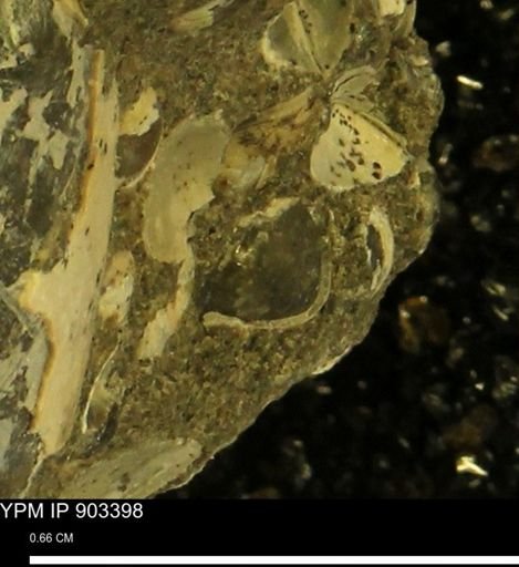 Corbulamella sp.