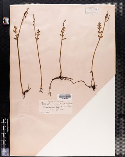 Botrychium