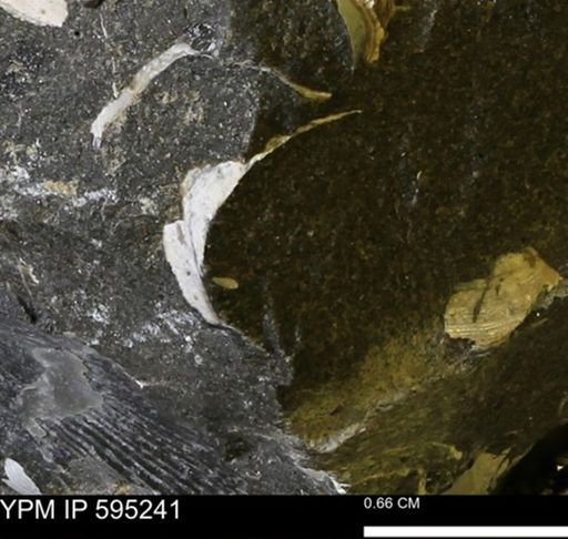 Protocardia sp.