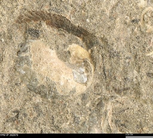 undet. Mollusca