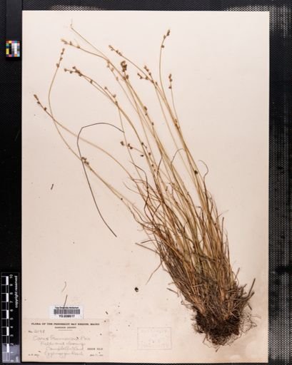 Carex brunnescens