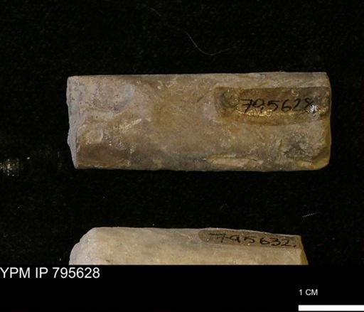 Baculites sp.