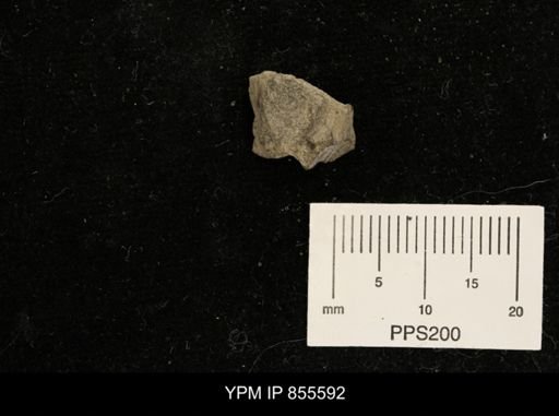 undet. Dromioidea