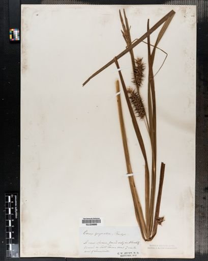Carex