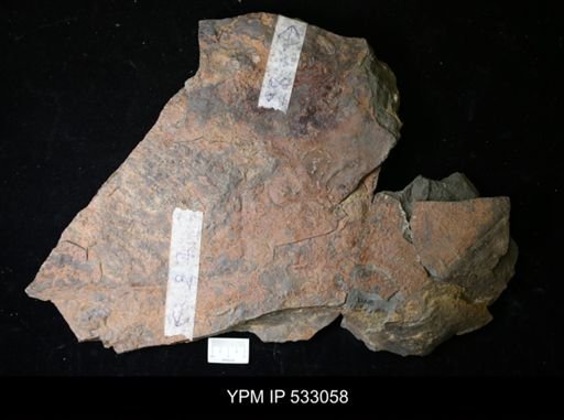 undet. Arthropoda