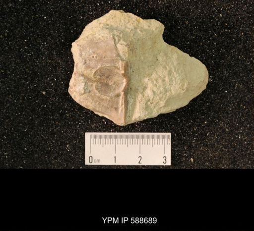 Strophomena planodorsata