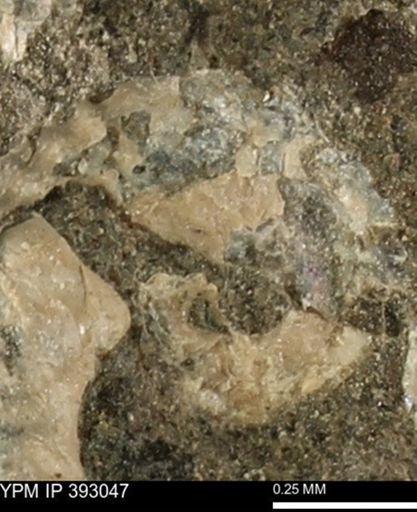 Scaphites sp.