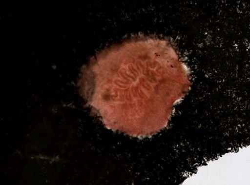 Stylochus ellipticus