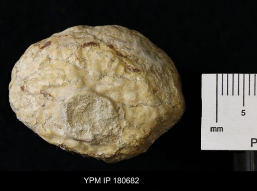 Cystispongia