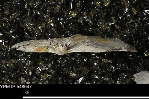Strophodonta?
