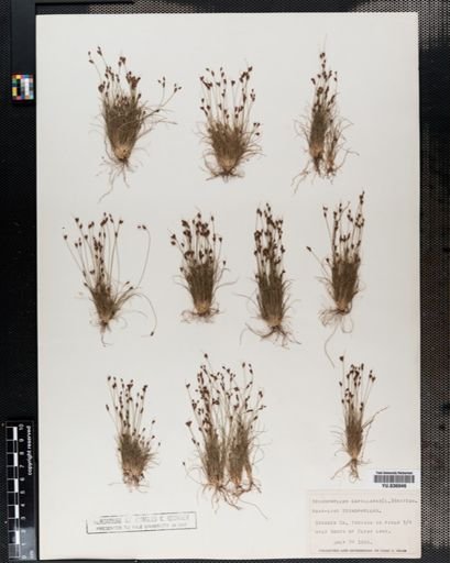 Bulbostylis capillaris
