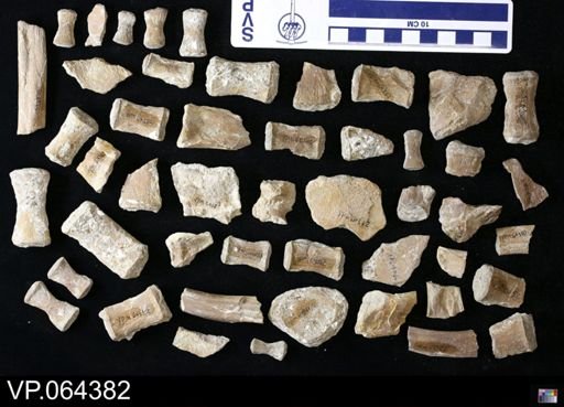 undet. Plesiosauridae