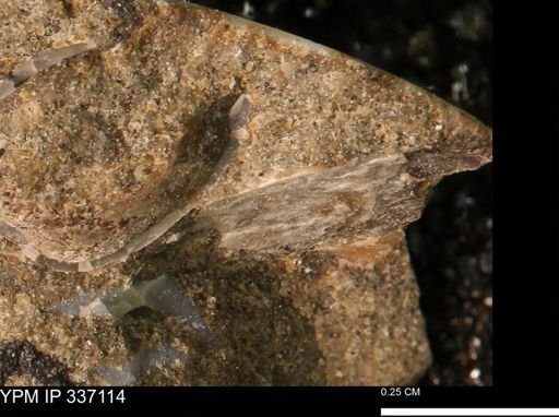 undet. Mollusca