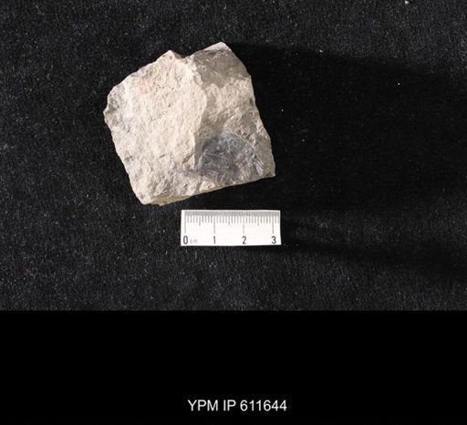 Aviculopecten sp.