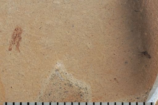Hymenoptera?
