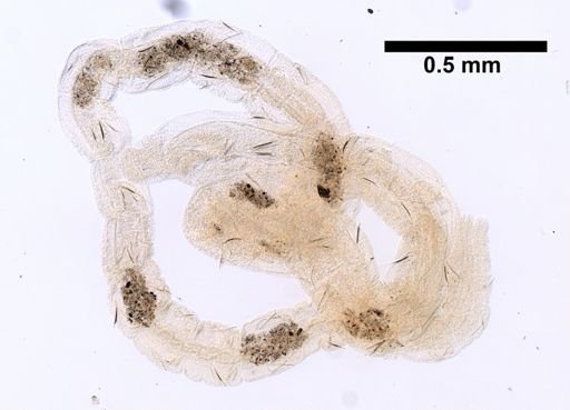 Novaquesta trifurcata