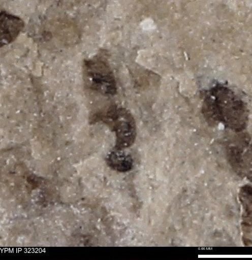 undet. Insecta