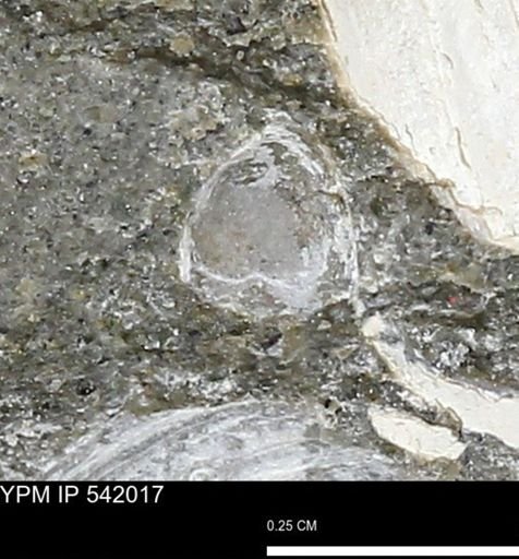 undet. Bivalvia