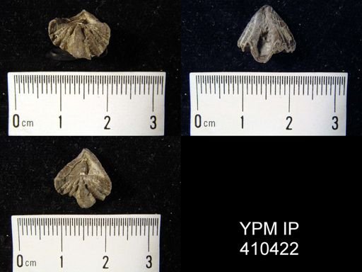 Cyrtina hamiltonensis