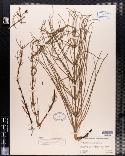 Equisetum palustre