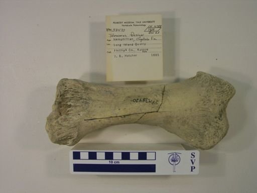 Teleoceras fossiger