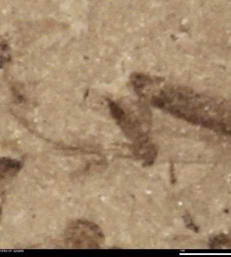 undet. Insecta