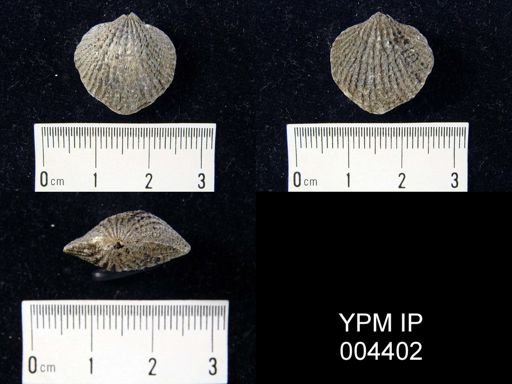 Spinatrypina?