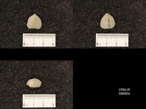 Rhynchotrema capax