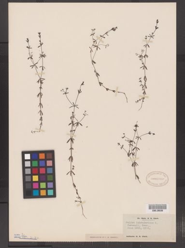 Galium labradoricum