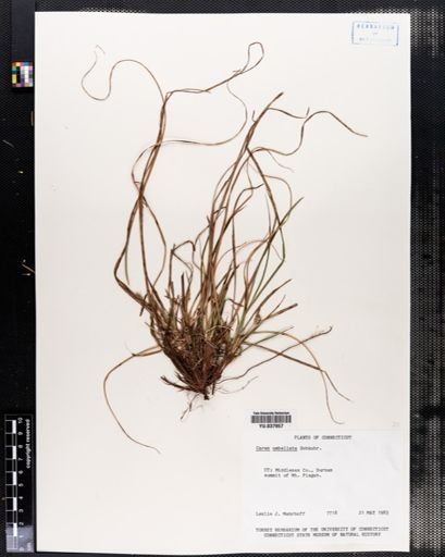 Carex umbellata