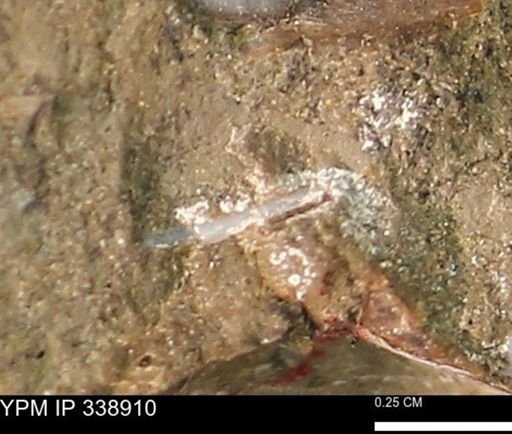 undet. Mollusca