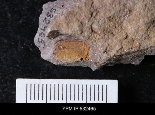 undet. Echinodermata