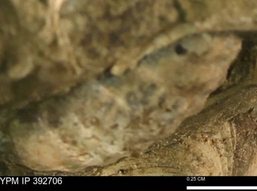 undet. Scaphitidae