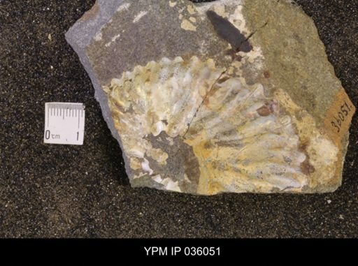 Jeletzkytes nebrascensis