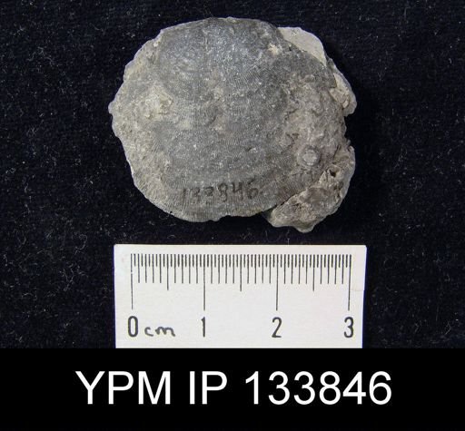 Stropheodonta perplana