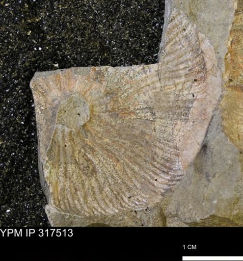 undet. Scaphitidae