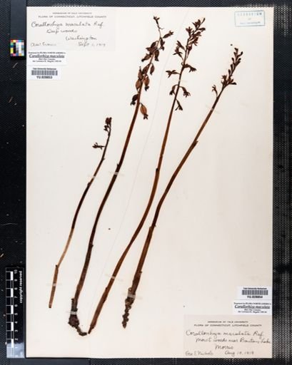 Corallorhiza maculata