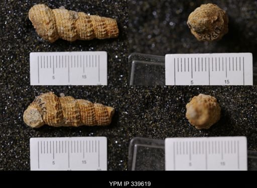 Melania wyomingensis