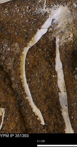undet. Bivalvia