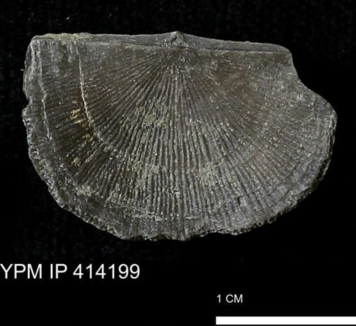 Devonochonetes mucronatus?