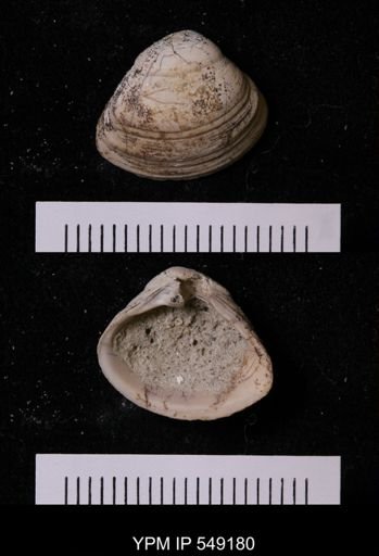 undet. Bivalvia