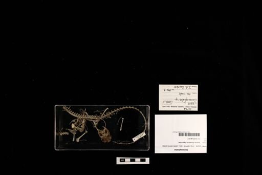 Gonocephalus