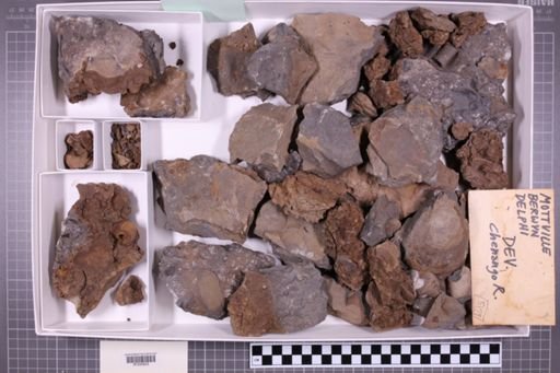 mixed taxa, stratigraphic collection